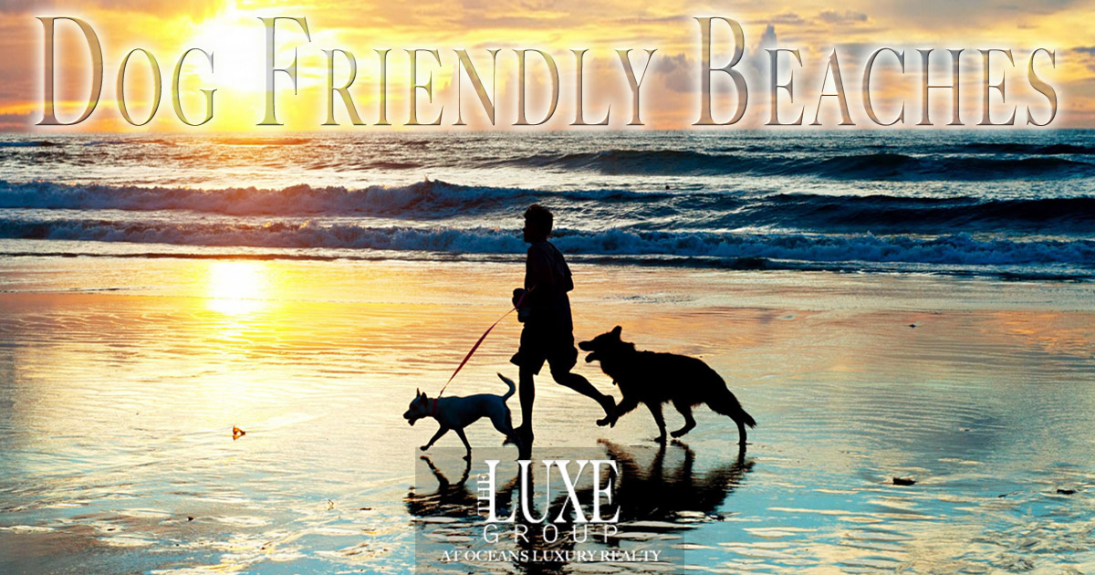 Dog Friendly Beaches in Volusia County - Daytona Beach Shores Real Estate - The LUXE Group 386.299.4043